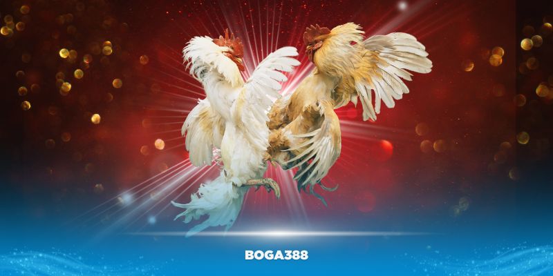 Boga388 là đối tác chính thức của Đá Gà 88