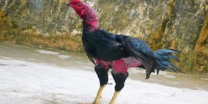 Giống gà Thổ Hà tại tỉnh Bắc Giang cực kỳ nổi tiếng trong giới sư kê