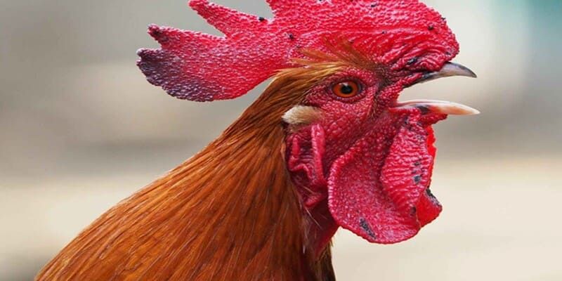Tìm hiểu chi tiết về gà có bớt lưỡi
