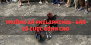 Trường gà Philippines
